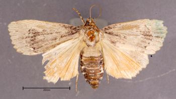 Media type: image;   Entomology 622344 Aspect: habitus dorsal view